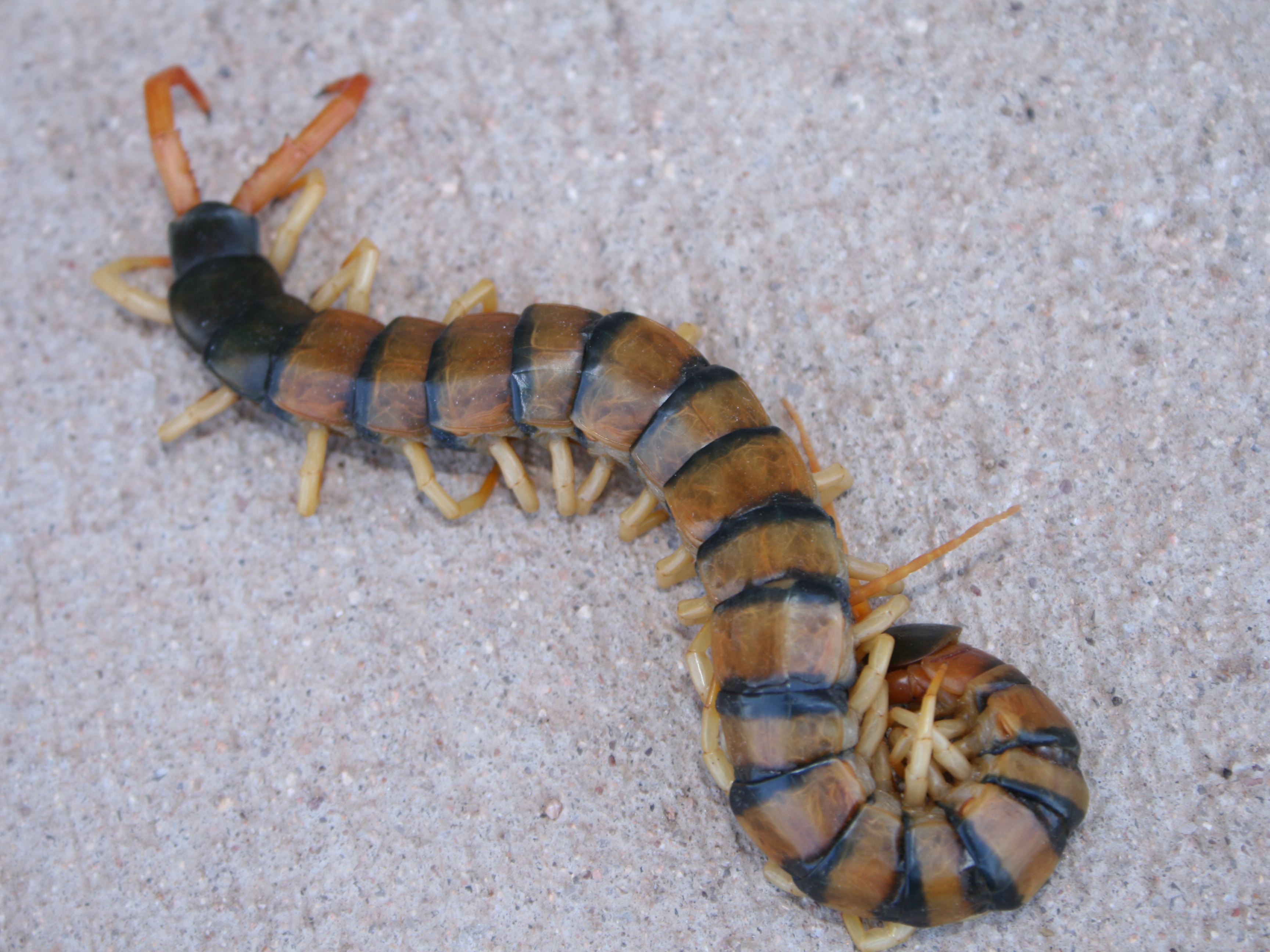 Centipedes and Millipedes Lake Havasu City