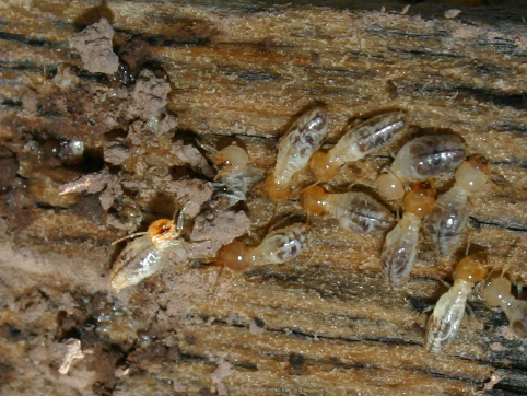 Termites Lake Havasu City